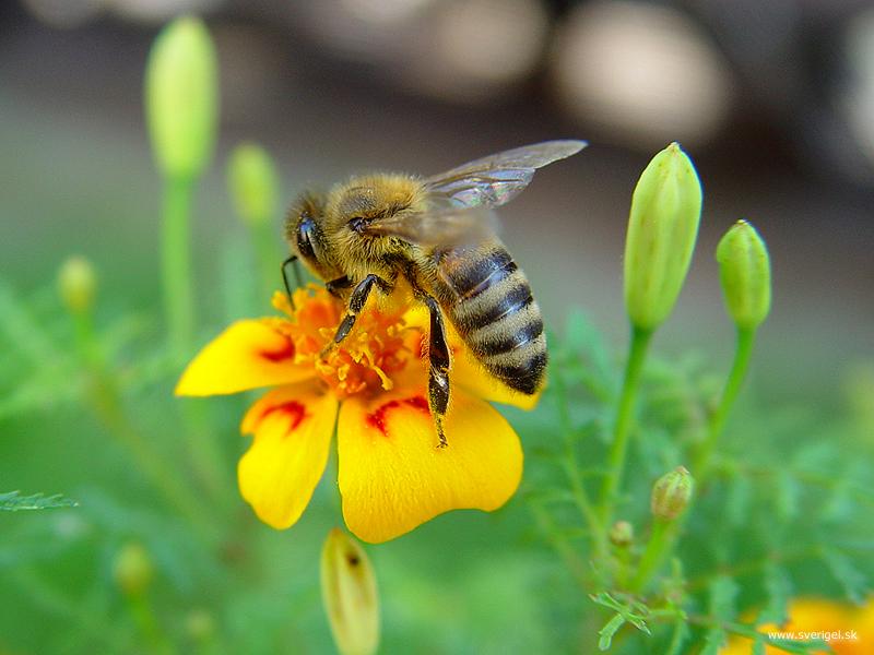 Včelička.jpg