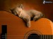 166716_[obrazky_4ever_sk]%20macka,%20gitara%206207040.jpg