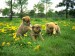 [obrazky_4ever_sk]%20steniatka,%20pes,%20priroda%205308905.jpg