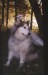 Lindas_dog_web.jpg