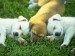 [obrazky_4ever_sk]%20steniatka,%20psy,%20zvieratka%209362270.jpg